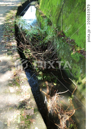 ゴミで詰まる水路 ゴミで詰まる水路 109083979
