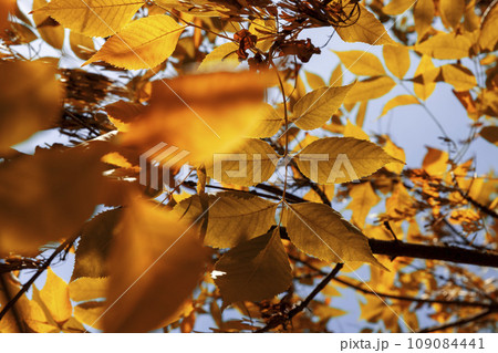 ash foliage changing color from green to yellow-orange 109084441