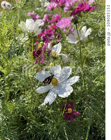 白いコスモスとセセリチョウ 秋の花と蝶のコラボ 白いコスモスとセセリチョウ 秋の花と蝶のコラボ 109085153