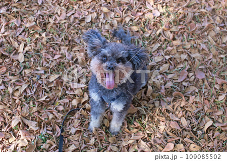 ペット お気に入り 愛玩動物 109085502