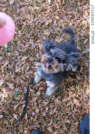 ペット お気に入り 愛玩動物 109085517