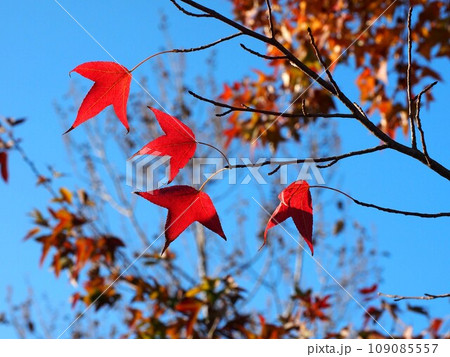 青空と日ざしを浴びたカエデ(紅い葉っぱのついた台湾楓の枝) 青空と日ざしを浴びたカエデ(紅い葉っぱのついた台湾楓の枝) 109085557