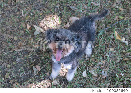 草 芝生 芝 109085640