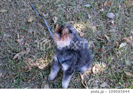 草 芝生 芝 109085644