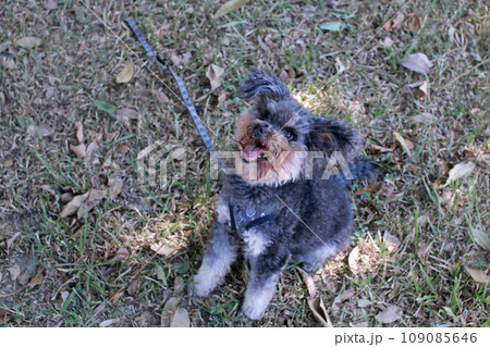 草 芝生 芝 109085646