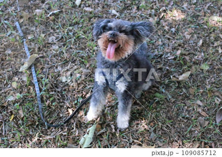 草 芝生 芝 109085712