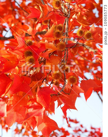 紅葉した葉っぱと実のついたタイワンフウ（木漏れ日を浴びた台湾楓） 109085773