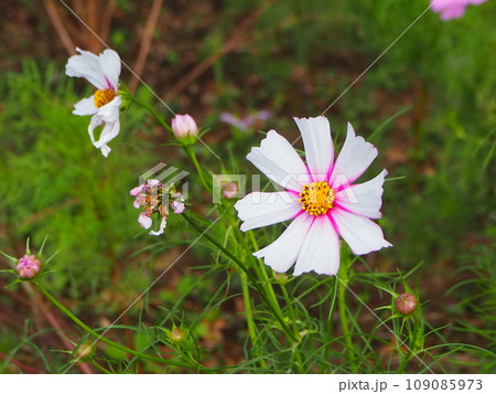コスモスの花 109085973