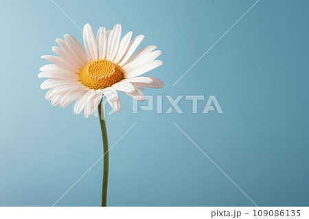 A daisy flower with a large pattern on a light background. A daisy flower with a large pattern on a light background. 109086135
