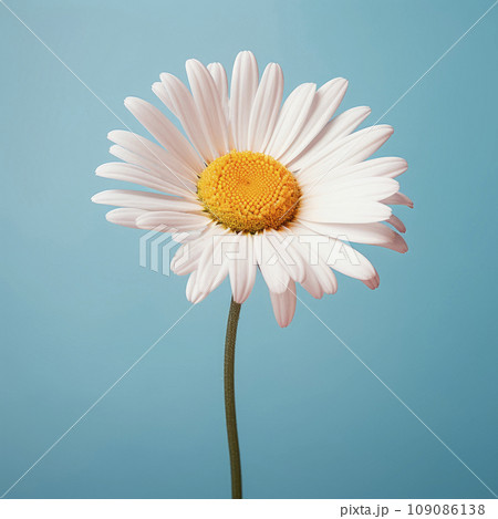 A daisy flower with a large pattern on a light background.  109086138