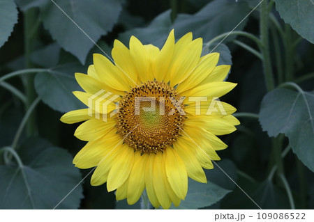 ヒマワリ畑のヒマワリの黄色い花をアップで撮影した写真 ヒマワリ畑のヒマワリの黄色い花をアップで撮影した写真 109086522