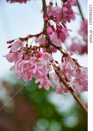圓光寺の美しい桜(京都市左京区) 圓光寺の美しい桜(京都市左京区) 109086823