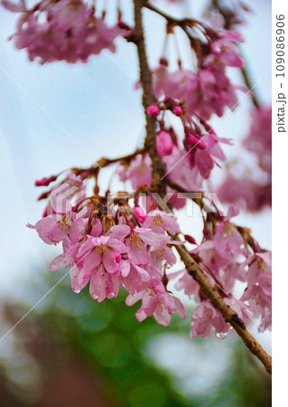 圓光寺の美しい桜（京都市左京区） 109086906