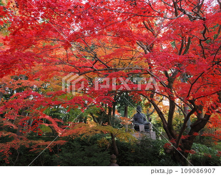 京都　栄摂院の紅葉 109086907