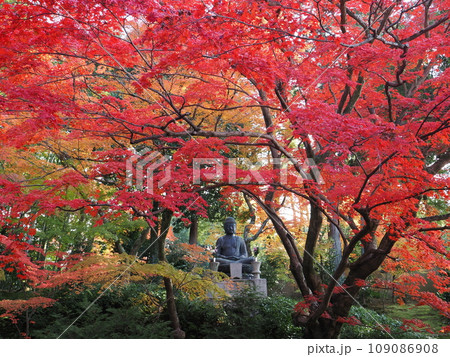 京都　栄摂院の紅葉 109086908