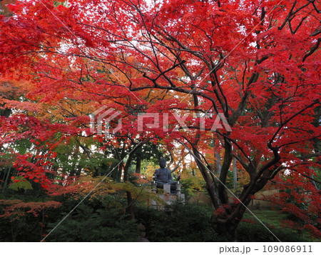 京都　栄摂院の紅葉 109086911