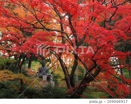 京都　栄摂院の紅葉 109086917