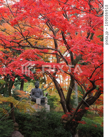 京都　栄摂院の紅葉 109086918