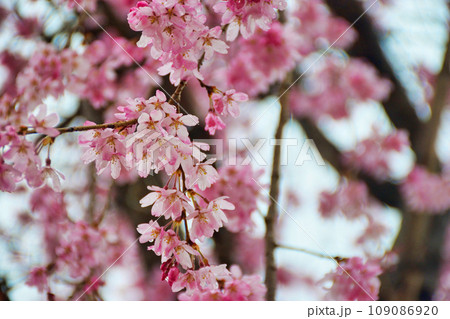 圓光寺の美しい桜（京都市左京区） 109086920