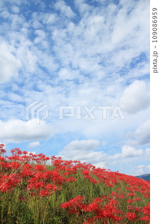 彼岸花と雲が広がる晴れの空 109086959
