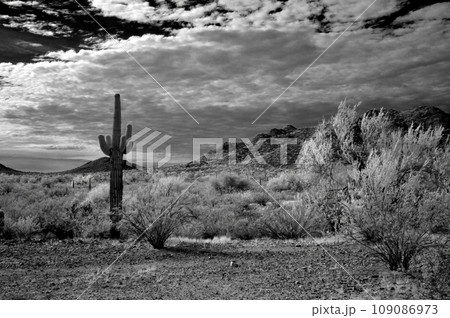 Sonora Desert Arizona in Infrared Sonora Desert Arizona in Infrared 109086973