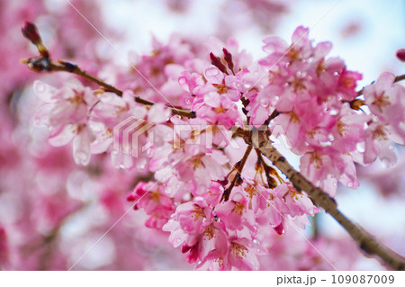 圓光寺の美しい桜(京都市左京区) 圓光寺の美しい桜(京都市左京区) 109087009