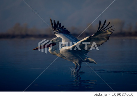 Dalmatian pelican taking off from flat lake Dalmatian pelican taking off from flat lake 109087010