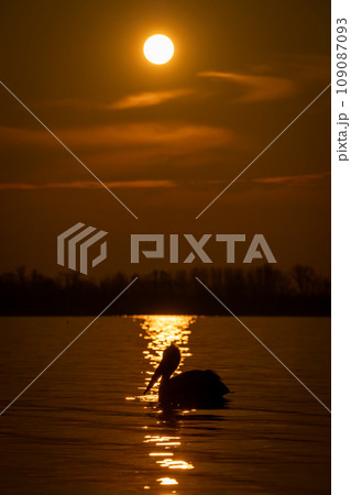 Pelican crosses reflection of sun in lake Pelican crosses reflection of sun in lake 109087093