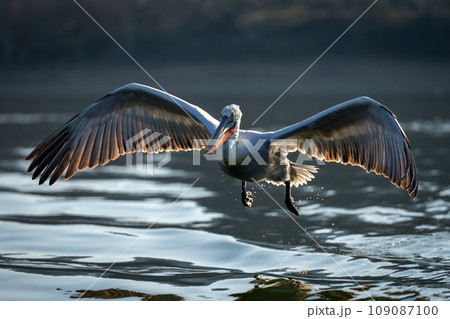 Pelican flies backlit spreading wings over lake 109087100