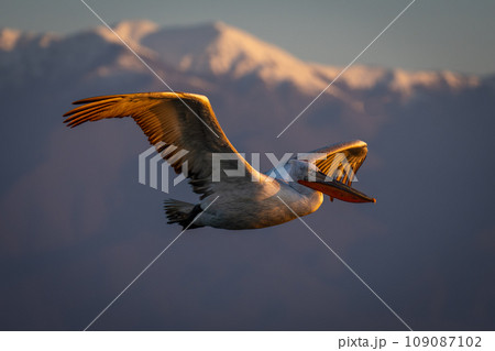 Pelican flies by mountains in golden light Pelican flies by mountains in golden light 109087102