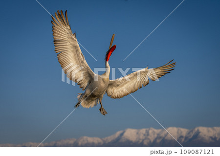 Pelican flies opening beak near snow-capped mountains Pelican flies opening beak near snow-capped mountains 109087121