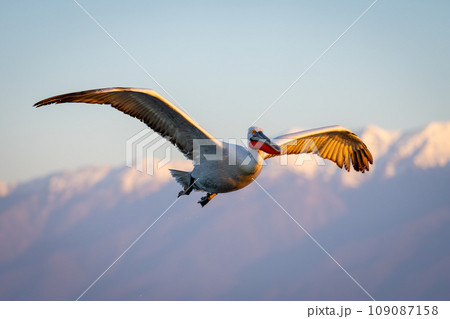 Pelican flies through blue sky near mountains Pelican flies through blue sky near mountains 109087158