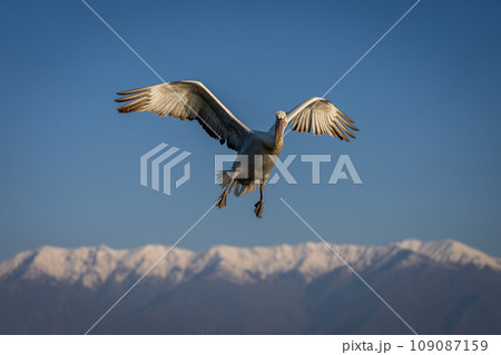 Pelican flies through blue sky over mountains Pelican flies through blue sky over mountains 109087159
