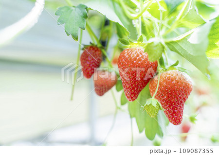 赤く実ったイチゴの果実　ハウスの苺　いちご狩り　宮城県山元町 109087355