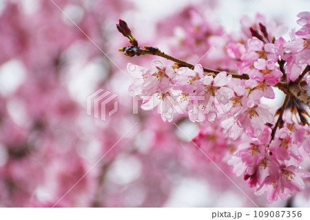 圓光寺の美しい桜(京都市左京区) 圓光寺の美しい桜(京都市左京区) 109087356