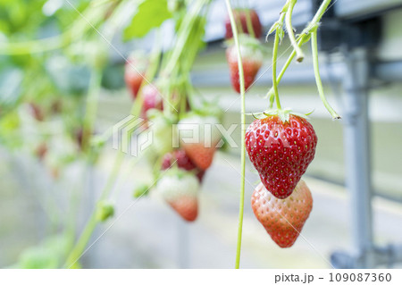 赤く実ったイチゴの果実　ハウスの苺　いちご狩り　宮城県山元町 109087360