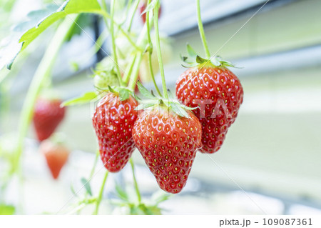 赤く実ったイチゴの果実　ハウスの苺　いちご狩り　宮城県山元町 109087361