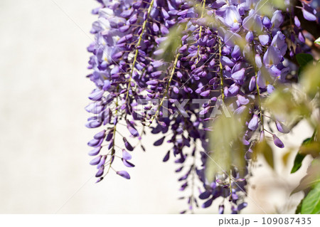 Close-up of purple wisteria flowers in bloom, with soft focus on delicate petals against pale background. The clusters of flowers hang gracefully, in various shades of purple, violet and lavender 109087435