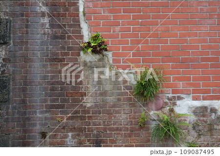 【テクスチャ】草が生えているレンガの壁面 109087495