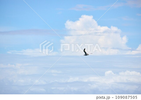 大空に羽ばたく1羽のカモメ 大空に羽ばたく1羽のカモメ 109087505