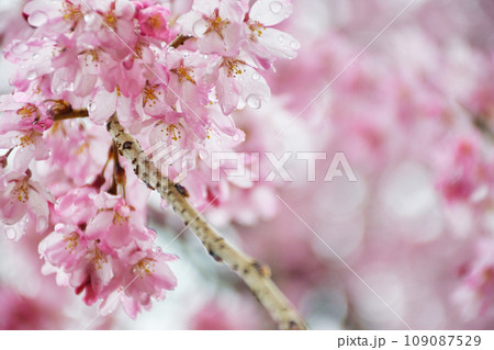 圓光寺の美しい桜（京都市左京区） 109087529