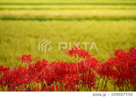 黄色の田んぼと赤い彼岸花 黄色の田んぼと赤い彼岸花 109087556