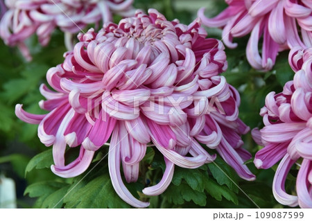 大輪の紫の菊 109087599