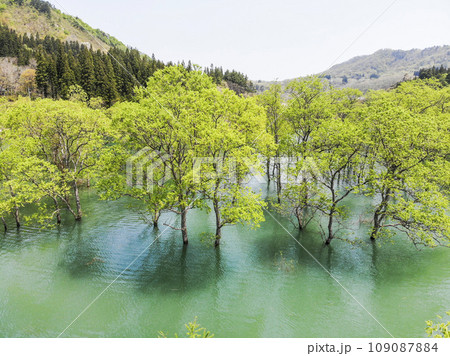 満水時期の白川湖　水没林　山形県飯豊町 109087884