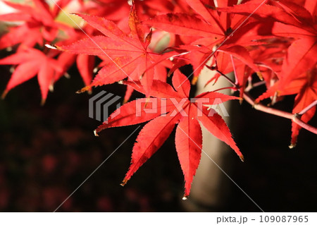 ライトアップされた紅葉 Lighted up Momiji 109087965
