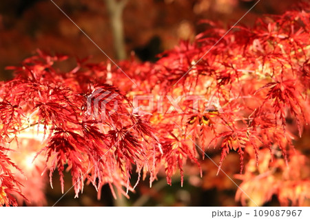 ライトアップされた紅葉 Lighted up Momiji 109087967