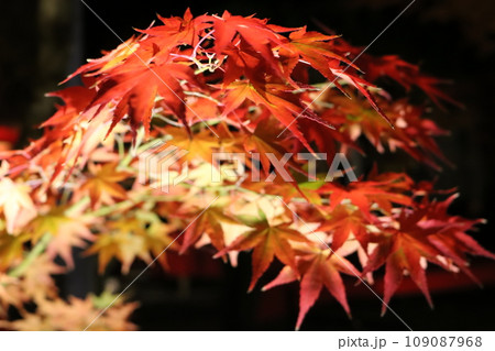 ライトアップされた紅葉 Lighted up Momiji 109087968