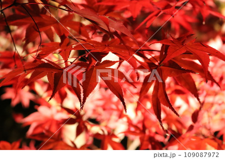 ライトアップされた紅葉 Lighted up Momiji 109087972