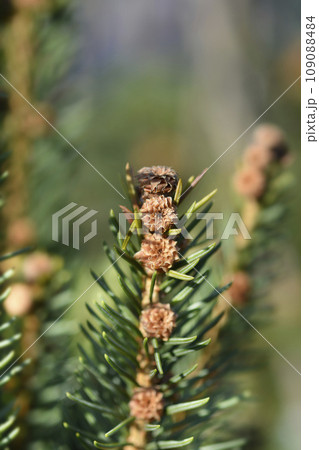 Cupressina Norway spruce 109088484