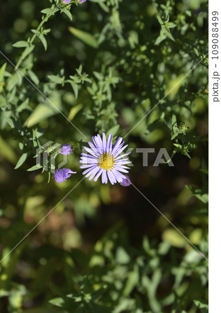 New York aster Professor Kippenberg 109088499